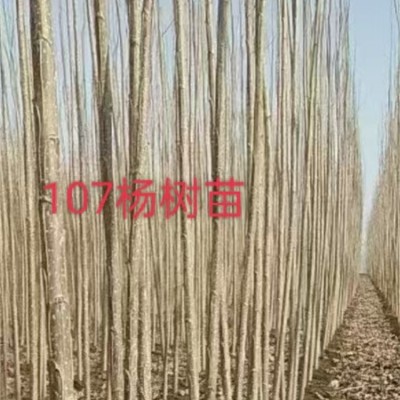 107杨树苗