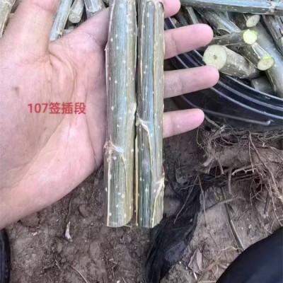 107杨树苗扦插段