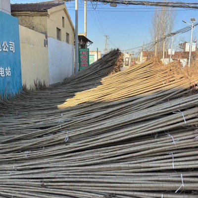 107速生杨树苗