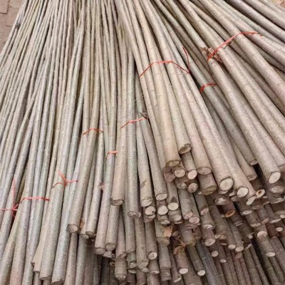 107速生杨树苗
