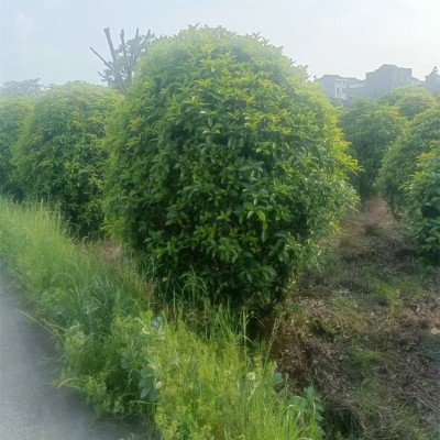 桂花