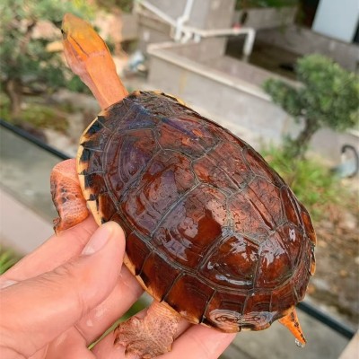 上门收龟