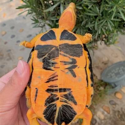 收购乌龟
