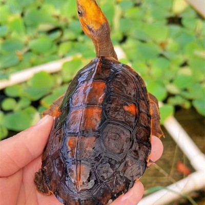 收购乌龟