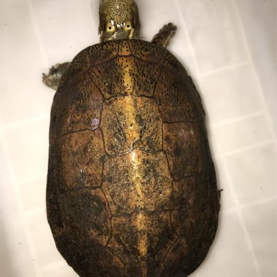 金钱龟
