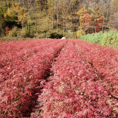 花楸树苗