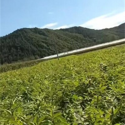 黄柏树苗