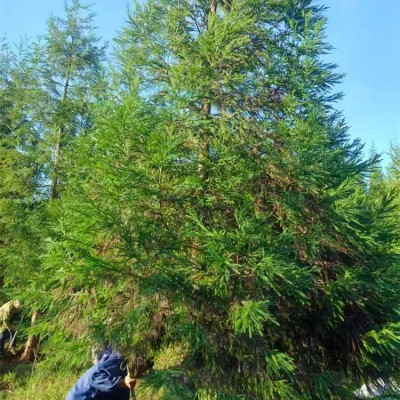 柳杉