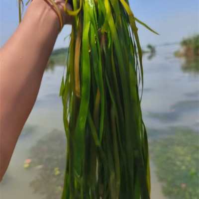 苦草