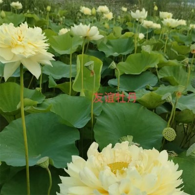 荷花苗