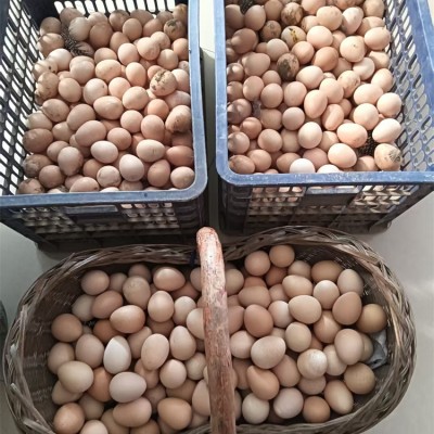 珍珠鸡蛋