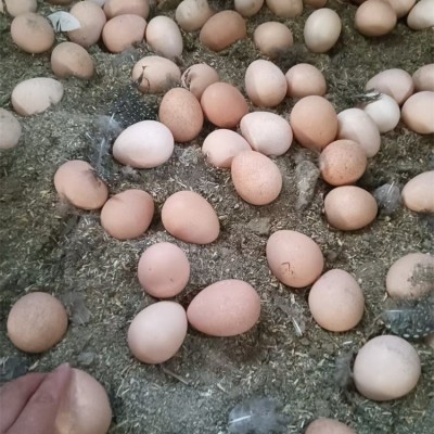 无抗珍珠鸡蛋