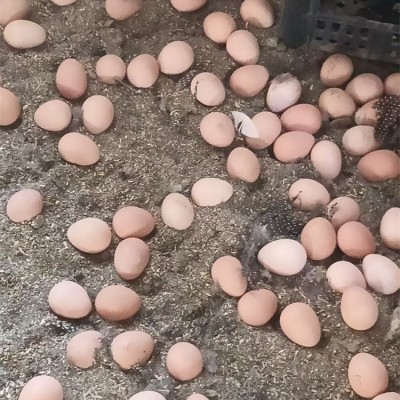 高营养珍珠鸡蛋