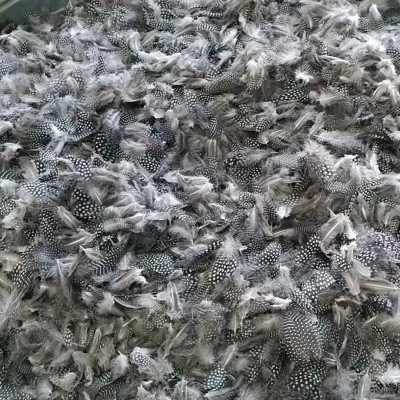 珍珠鸡毛