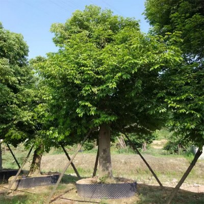 天竺桂