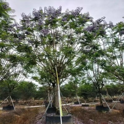 蓝花楹