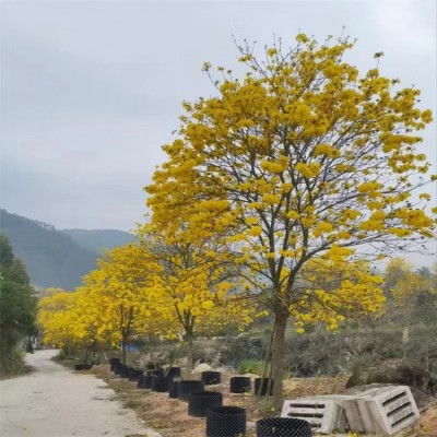 黄花风铃木