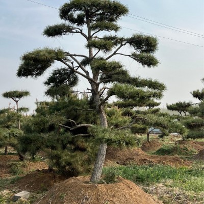 造型松