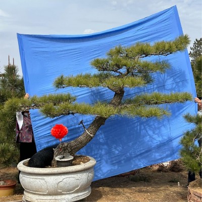 造型油松
