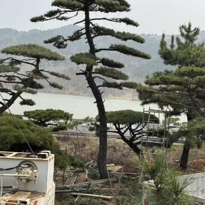 景观松