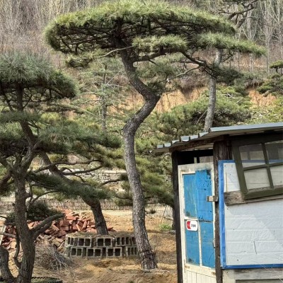 景观松