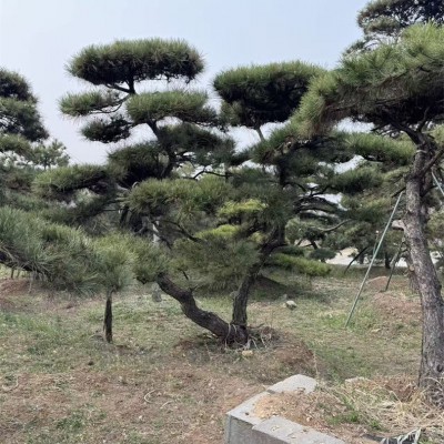 迎客松