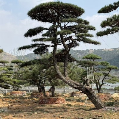 造型松