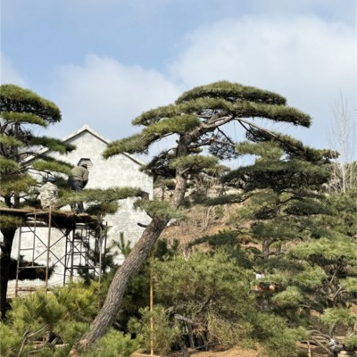 造型黑松