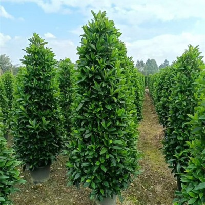 非洲茉莉
